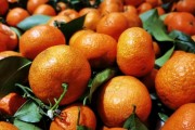 极早熟柑橘新品种图片及价格介绍（四川现在的桔子哪种最好吃）