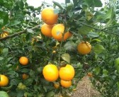 最新柑橘新品种介绍图片欣赏（小原红柑橘介绍）
