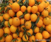 优良柑橘新品种有哪些图片（眉山有新品种柑橘吗）