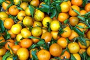 柑橘增红增亮强技术_柑桔最好的着色增甜剂