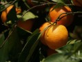 柑橘全年施肥量时间表新_柑橘幼树全年施肥时间表