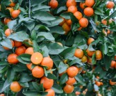早熟优良柑橘新品种图片大全（阳光一号柑橘优缺点）