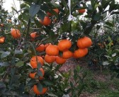 明日见柑橘种植条件要求（沙糖桔2012年后扩大种植）