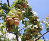 柑橘高接换种管理技术详解图片_老柑橘树高接换种时间