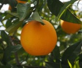 柑橘果树花芽分化时间表_柑橘花芽分化期如何进行栽培管理