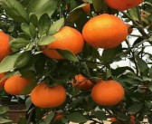 柑橘新品种甘平介绍（甘平种植成本）