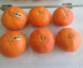 柑橘新品种甘平树形状图（最贵的橙子有什么品种）