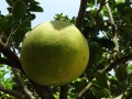 柑什么科植物_柑橘属于什么科植物