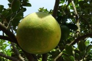 柑什么科植物_柑橘属于什么科植物