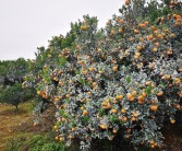 晚熟柑橘新品种有哪些（绿美人柑橘品种介绍）