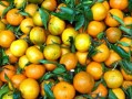 柑橘喷花技巧视频教程_柑橘怎样促花
