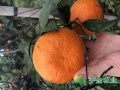 为什么说明日见柑橘种植前景广阔？