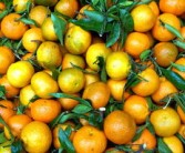 宜昌椪柑项目介绍_宜昌柑橘产地价格行情