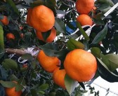 明日见柑橘苗有种植风险吗？普通人能种吗？