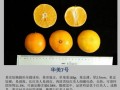 华美7号柑橘真的能替代爱媛38号吗？