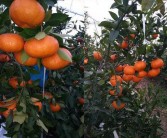 全面介绍：四川甘平柑桔品种简介、缺点、种植技术栽培难点 
