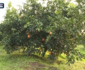 啥样的“网红”柑橘，能卖到50元/斤？