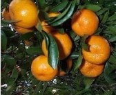 最新柑橘新品种图片欣赏视频（5月份早熟的柑橘品种）