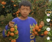 “柑橘不赚钱了？”我对柑橘市场的几点思考