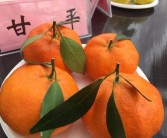 柑橘新品种第一名是什么（川津5号柑橘优点和缺点）