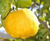种植柑橘脱毒苗优点什么意思_柑橘苗如何脱毒