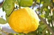 种植柑橘脱毒苗优点什么意思_柑橘苗如何脱毒
