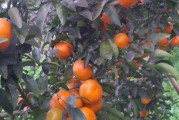 柑橘新品种甘平成熟期是几月（80一斤的橘子什么品种）