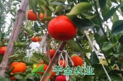 枝条1万5一斤，天价媛红椪柑究竟该不该引种？