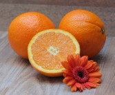 近新品种柑橘苗价格表及图片视频_近新品种柑橘苗价格表及图片视频大全