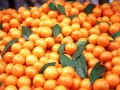 橘子橙子柑子区别什么_橘子橙子柑橘有什么区别吃什么好