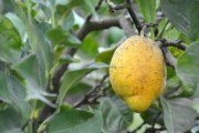 柑橘供应链模式有哪些类型的产品_柑橘市场分析和营销模式