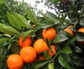 春见柑橘亩产量是多少（春见耙耙柑皮是橘子皮吗）