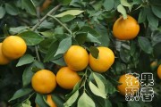 爱媛46号是什么品种（阿蜜达柑橘是爱媛46吗）