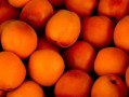亚热带季风气候适合种什么柑橘_亚热带季风气候适合种什么柑橘品种