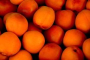 亚热带季风气候适合种什么柑橘_亚热带季风气候适合种什么柑橘品种