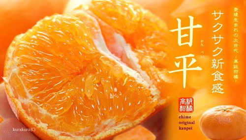 timg (3).jpg 沃柑或许不是更新品种的唯一选择，是否考虑过柑橘中的“贵族”? 甘平柑橘