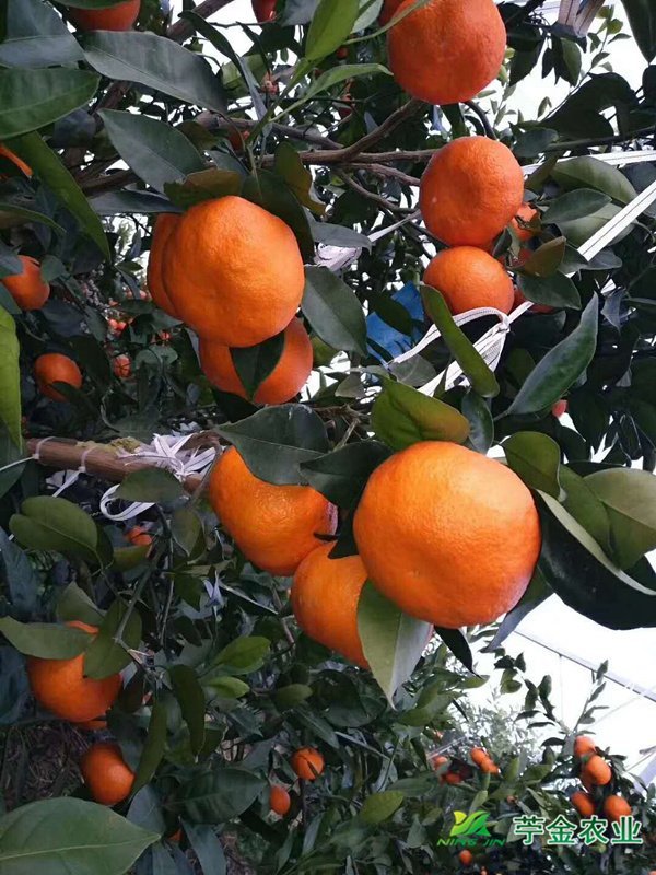 明日见柑橘苗有种植风险吗？普通人能种吗？ 明日见苗 第1张