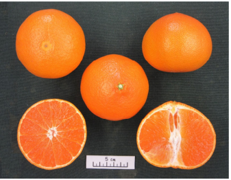 爱媛48号-这个杂柑新品种竟然真的存在~ 柑橘百科 第3张