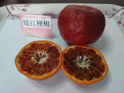 枝条1万5一斤，天价媛红椪柑究竟该不该引种？ 柑橘百科 第3张