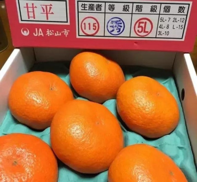 甘平柑橘“贵”、贵在难种！ 甘平柑橘 第1张