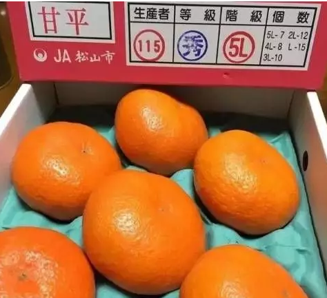 你真的尝过这款“柑橘贵族”甘平？ 甘平柑橘 第1张