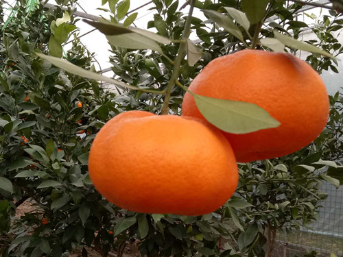 你真的尝过这款“柑橘贵族”甘平？ 甘平柑橘 第2张