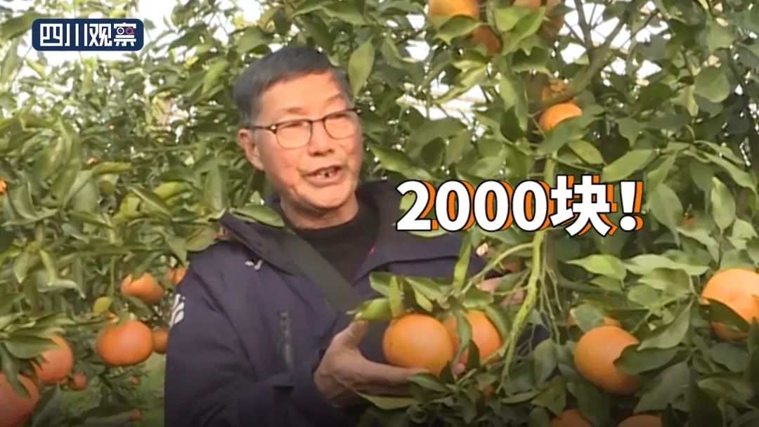 啥样的“网红”柑橘，能卖到50元/斤？ 明日见枝条 第2张