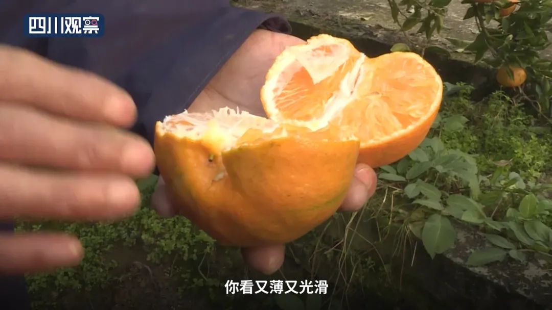 啥样的“网红”柑橘，能卖到50元/斤？ 明日见枝条 第3张