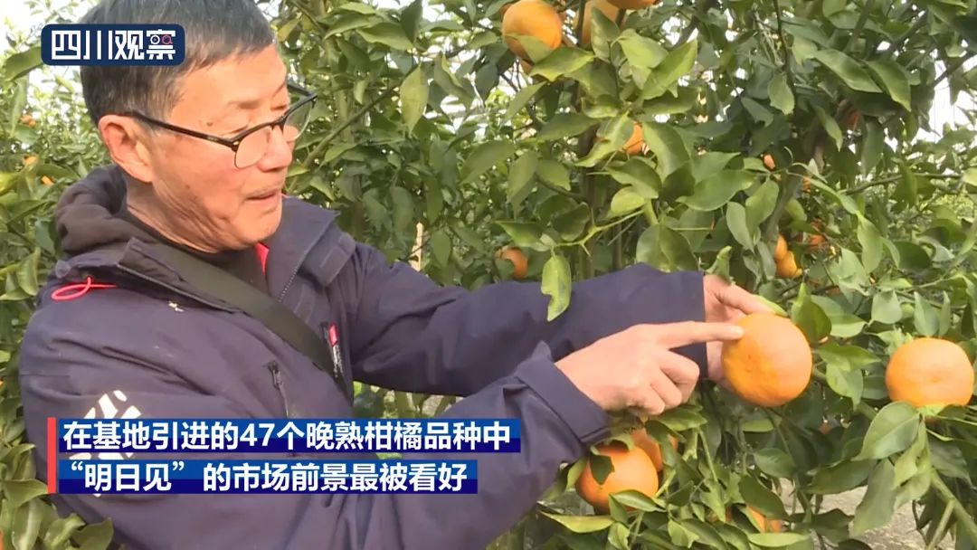 啥样的“网红”柑橘，能卖到50元/斤？ 明日见枝条 第4张