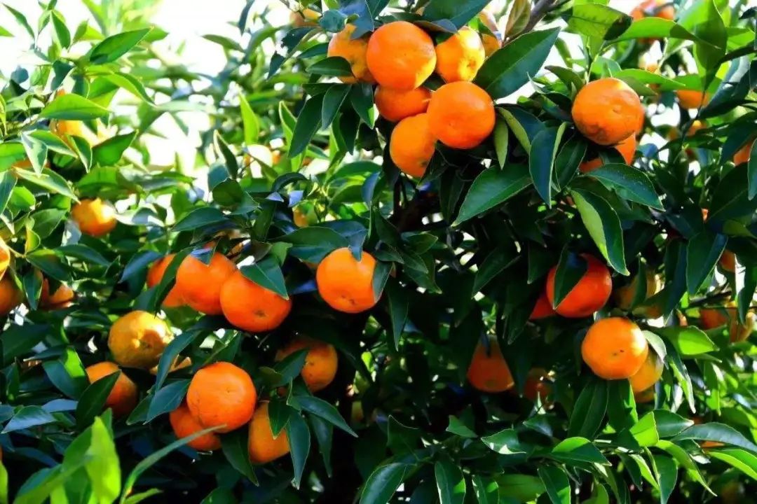 柑橘人必须注意的七个误区，任何一个都可能导致血本无归！ 柑橘技术知识 第1张