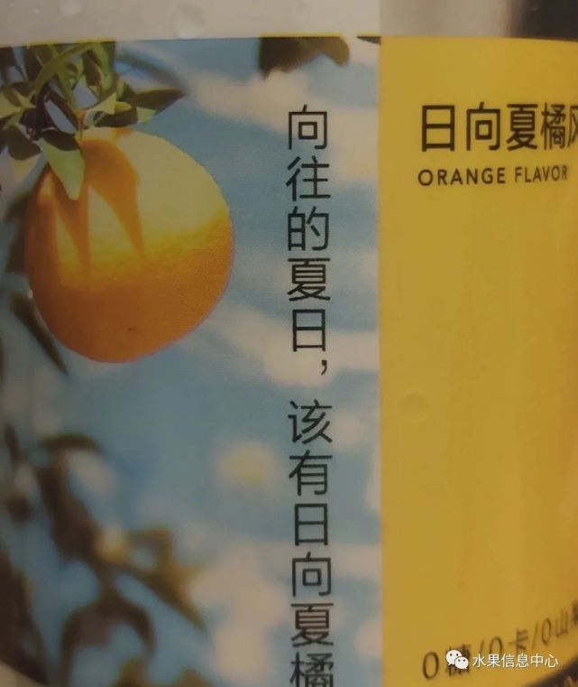 新品种日向夏蜜柑——柚子还是柠檬？缘何成为市场宠儿 柑橘百科 第3张