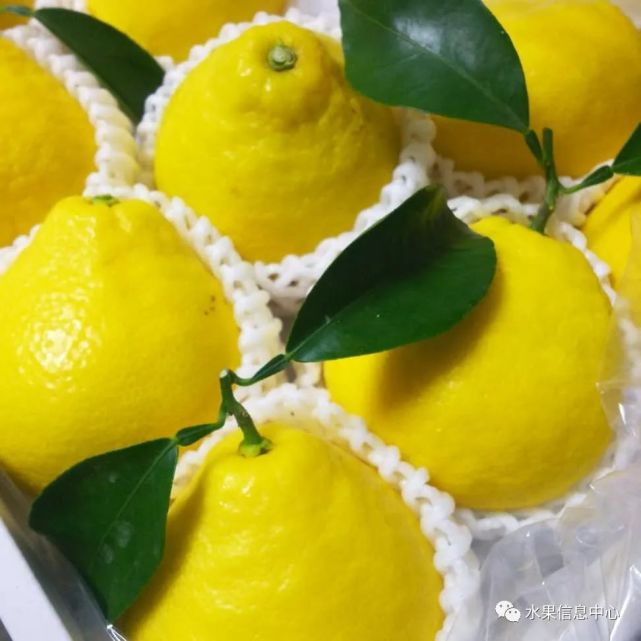 新品种日向夏蜜柑——柚子还是柠檬？缘何成为市场宠儿 柑橘百科 第6张