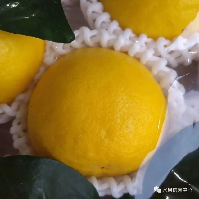 新品种日向夏蜜柑——柚子还是柠檬？缘何成为市场宠儿 柑橘百科 第7张