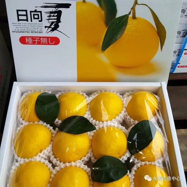 新品种日向夏蜜柑——柚子还是柠檬？缘何成为市场宠儿 柑橘百科 第12张